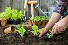planting seedlings